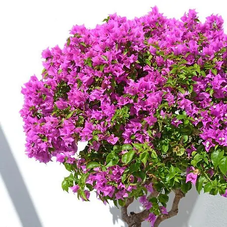 Bahia Blanca Puerto Rico (Gran Canaria)